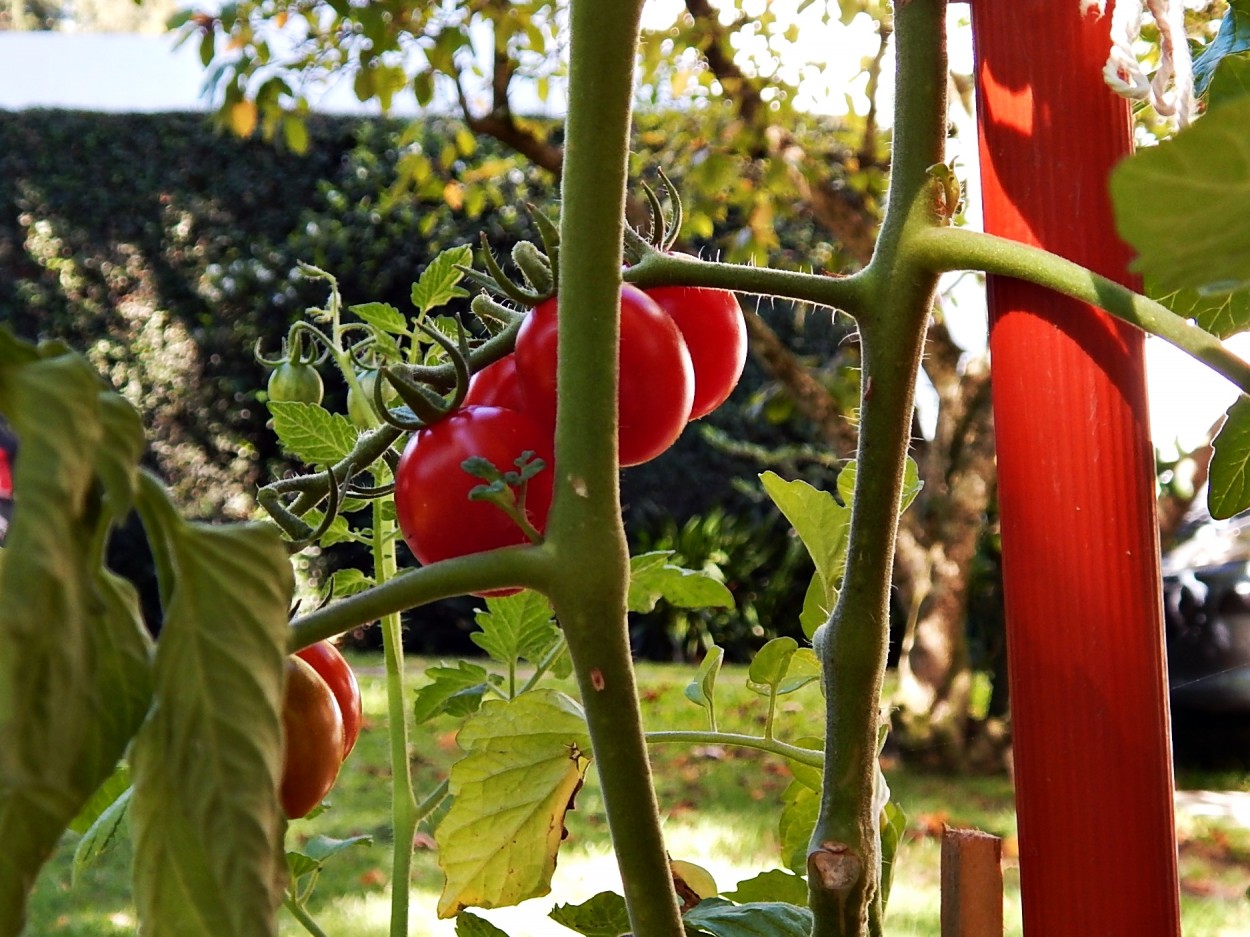 "Nuestros cherry" de Jos Luis Mansur