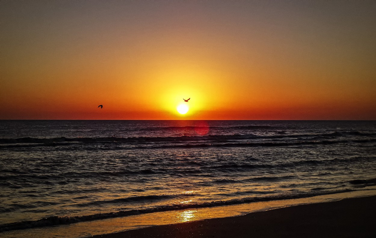 "Gaviotas del amanecer" de Ruperto Silverio Martinez