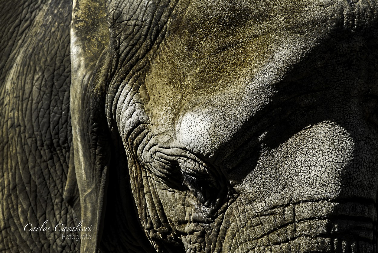 "`La tersura de un viejo elefante`" de Carlos Cavalieri