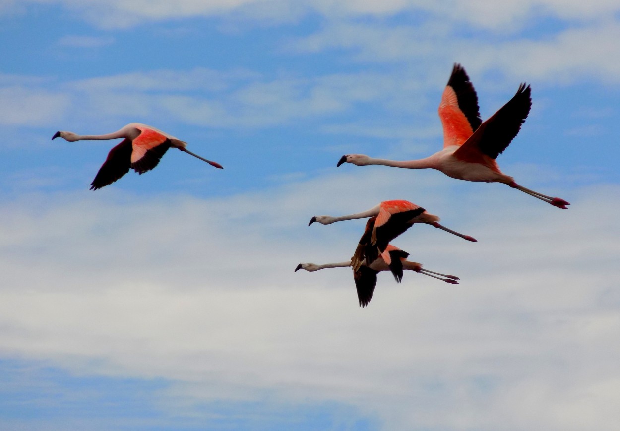 "Flamencos en pleno vuelo" de Gustavo Vazquez