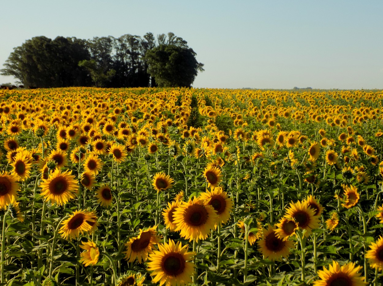 "Girasoles" de Gustavo Vazquez