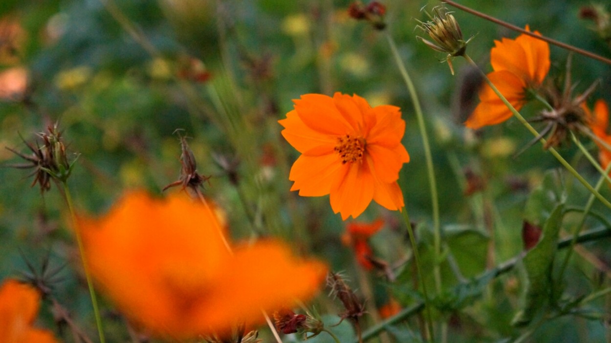 "Flores Silvestres" de Gustavo Chacon