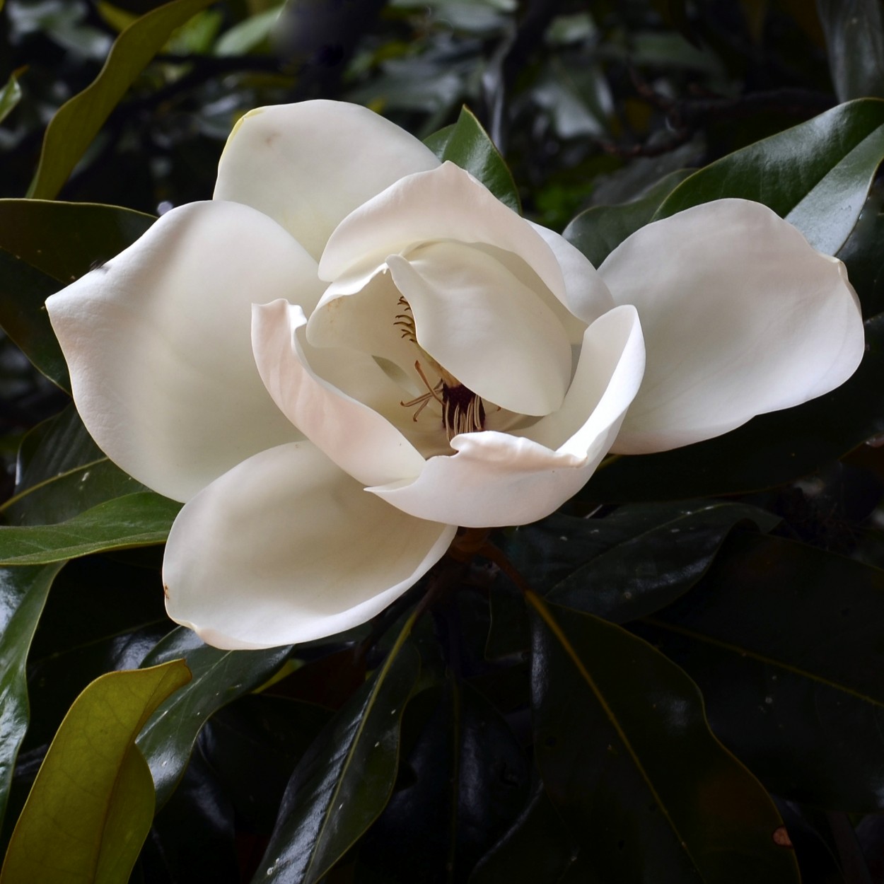 "Tiempo de magnolias..." de Florencia Monti