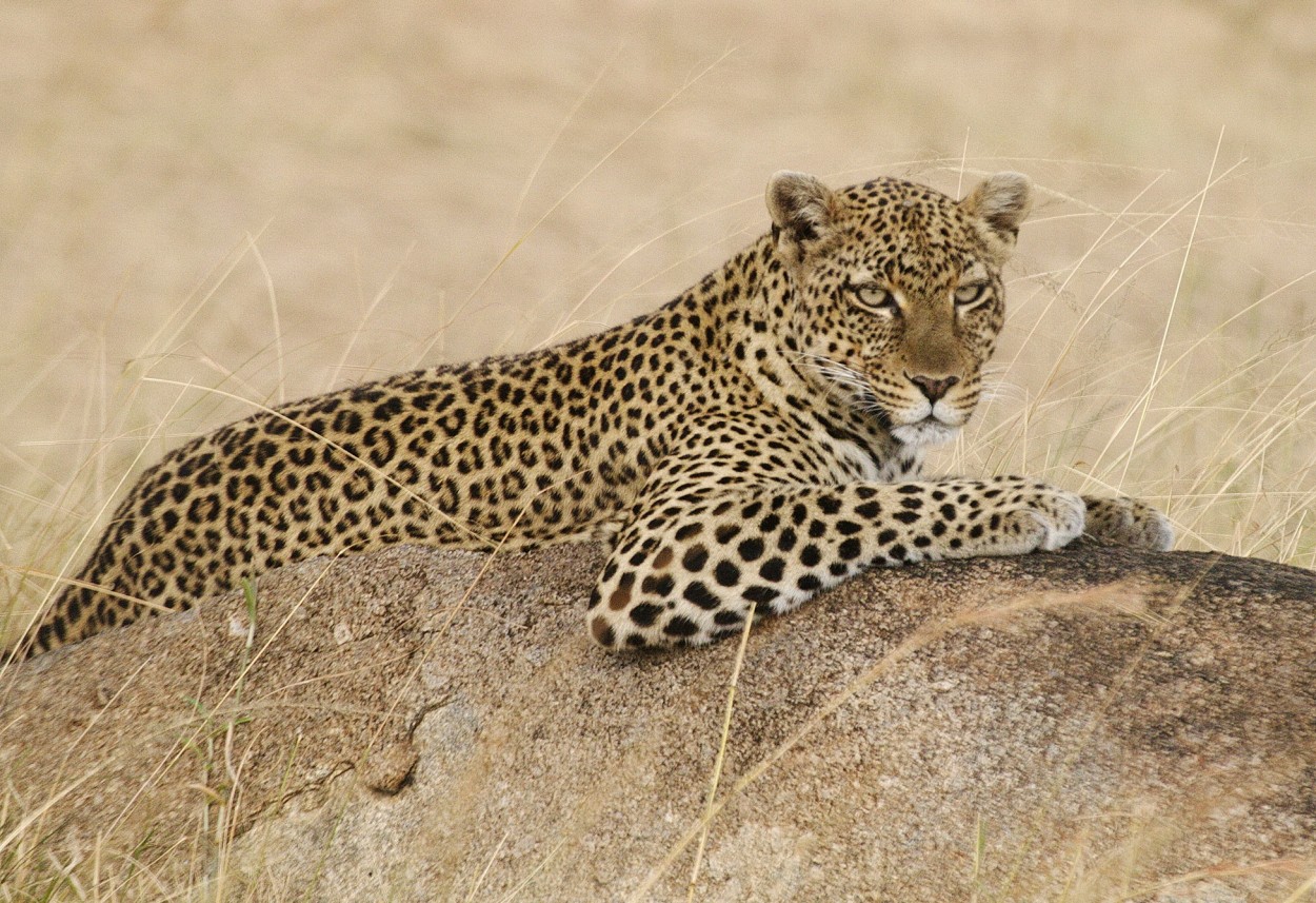"leopardo hembra" de Rafael Buteler