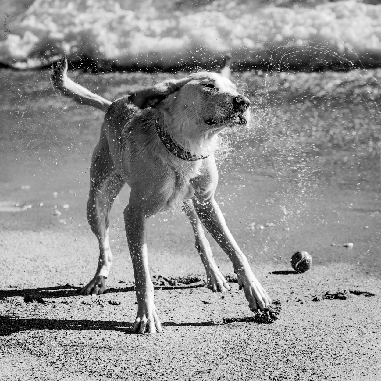 "Water Dog 1..." de Carmen Esteban