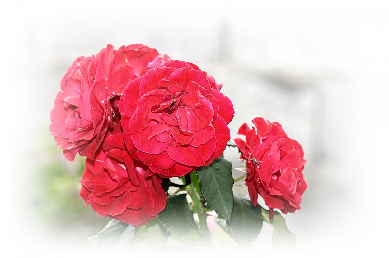 "Red Roses For A Blue Lady ( Fv ouvir )" de Decio Badari