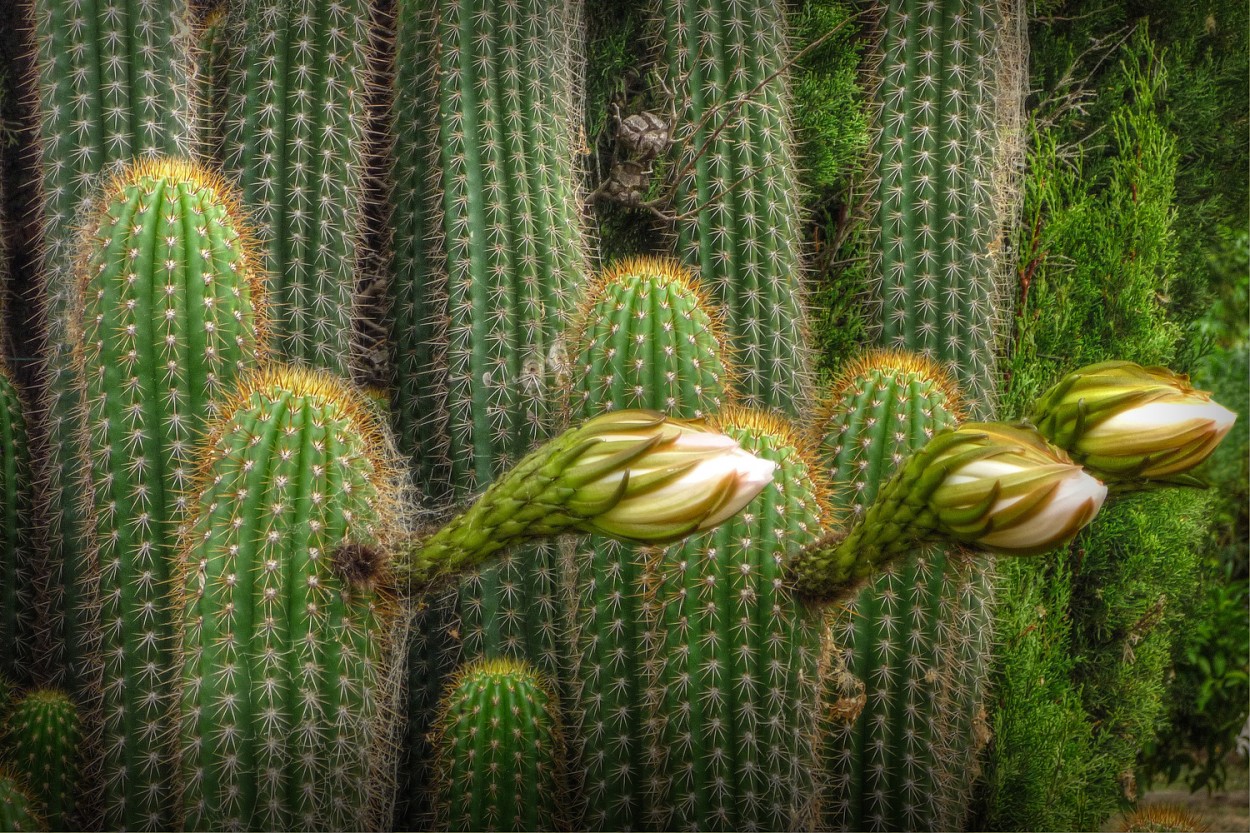 "Cactus en flor" de Kile Zabala