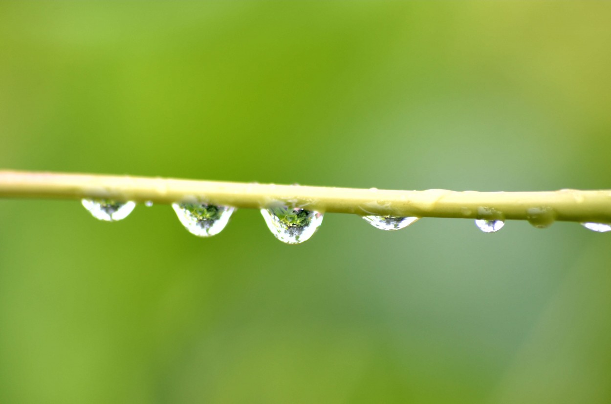 "Despus de la lluvia." de Claudia Perez