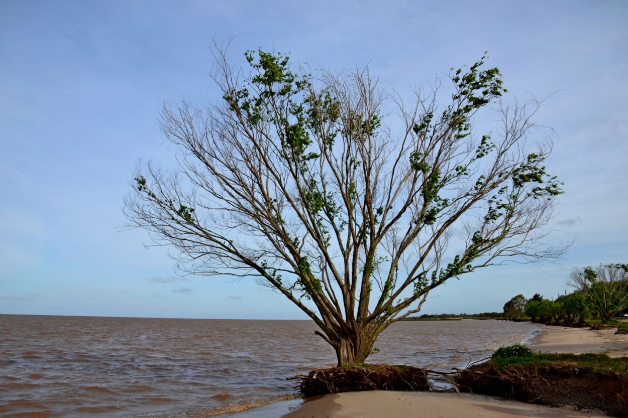 "El rbol de la costa" de Carlos D. Cristina Miguel