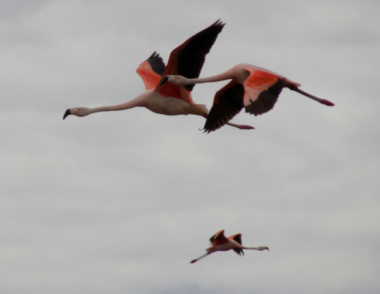 "Flamencos Planeando" de Gustavo Vazquez