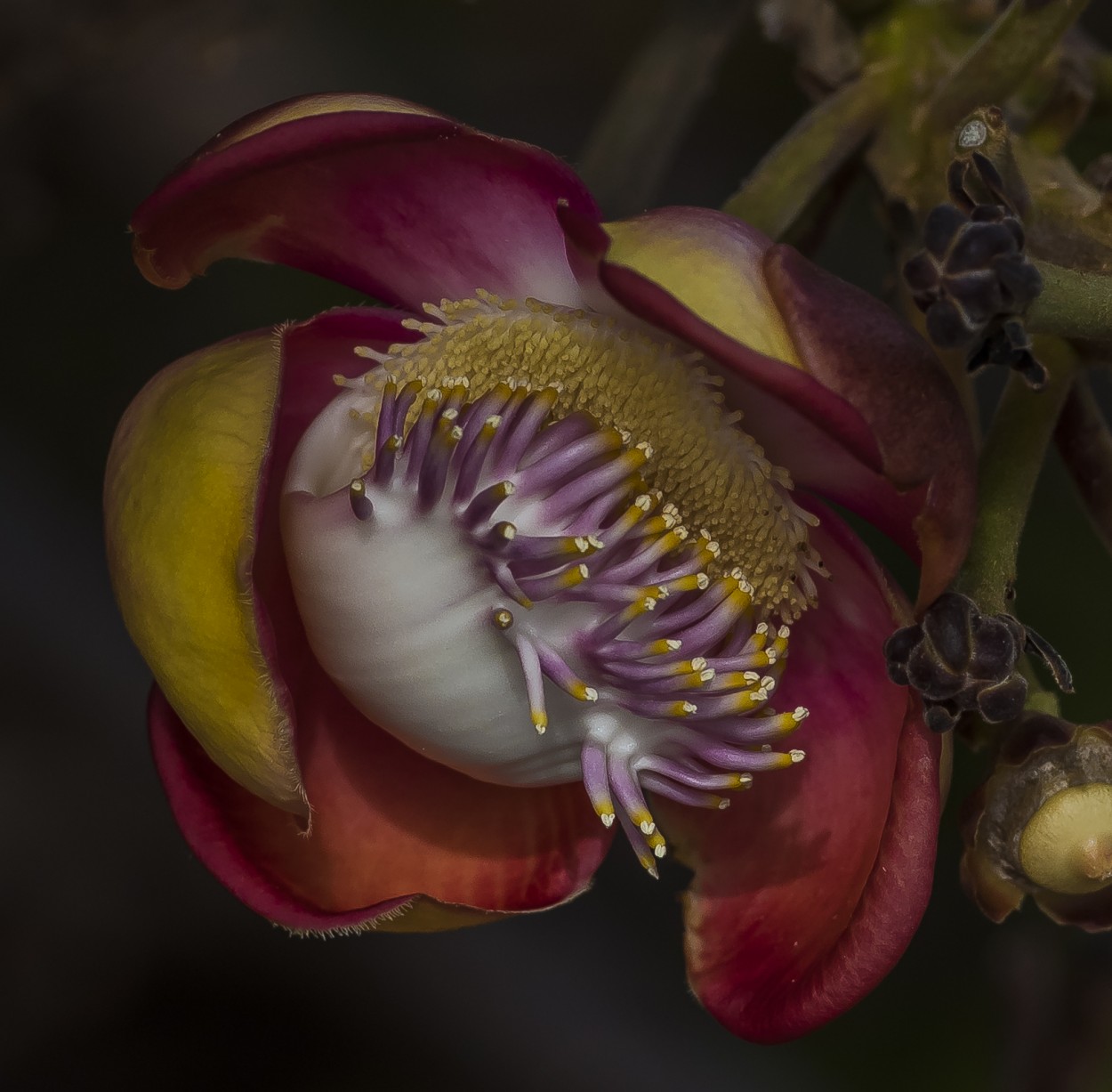 "Flowers" de Adrin De La Paz Rodrguez