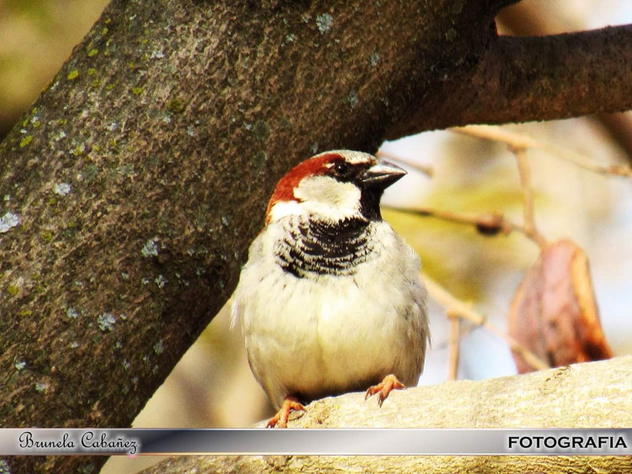 "La Belleza De Las Aves!" de Brunela Cabaez