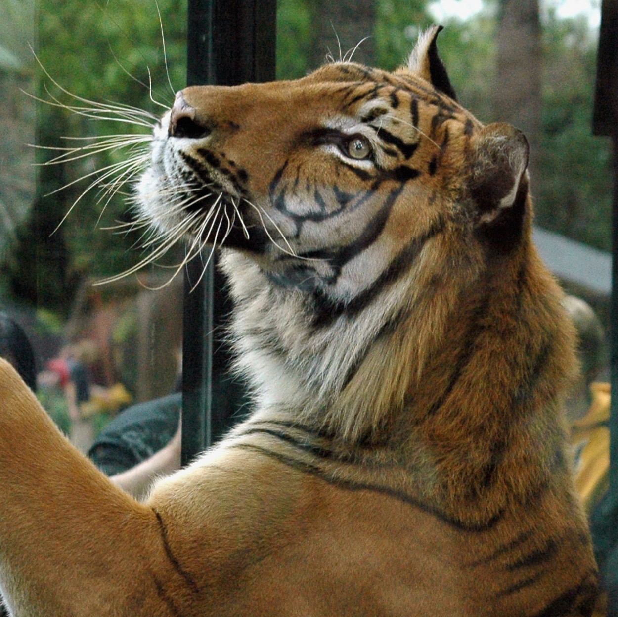 "Tigre de Bengala." de Florencia Monti