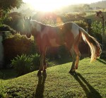 Um amanhecer na chacara ! ( Fv. ler )