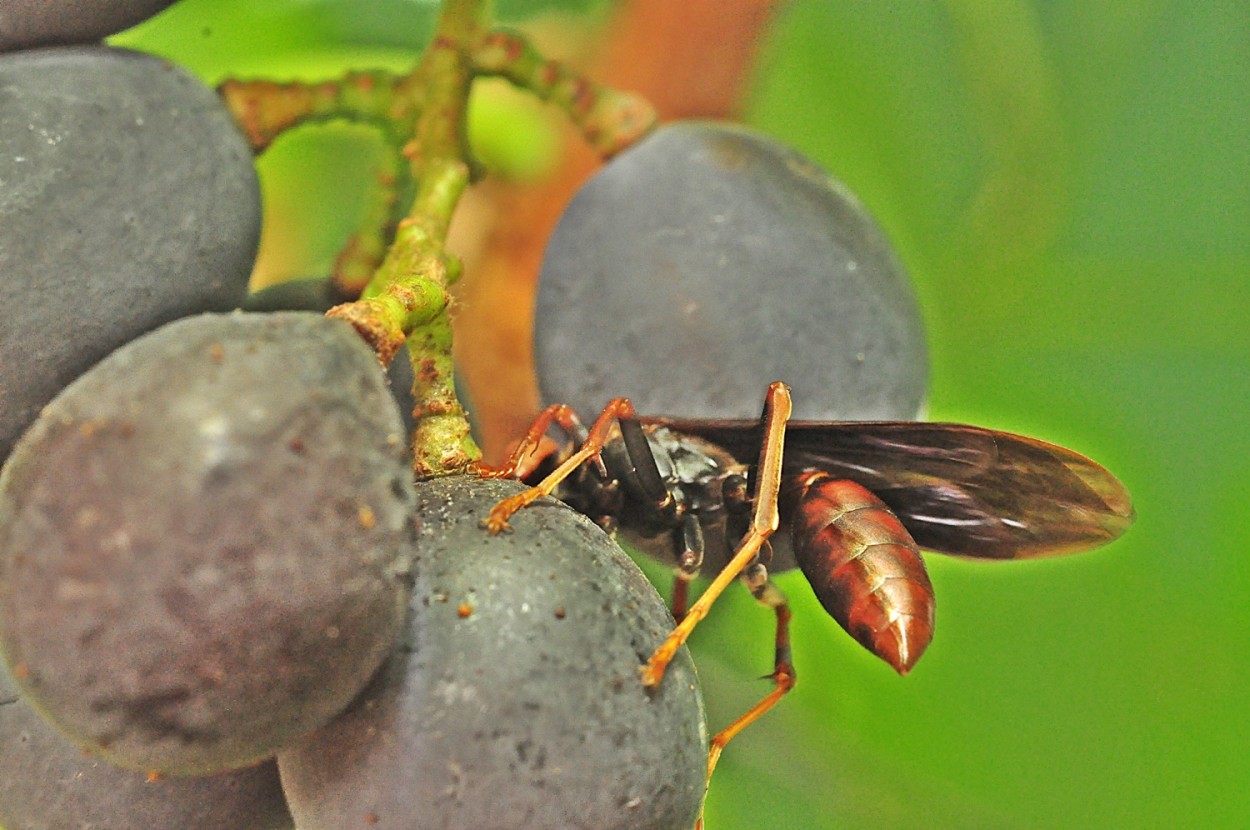 "Extraindo o suco da uva ! Fv.ler" de Decio Badari