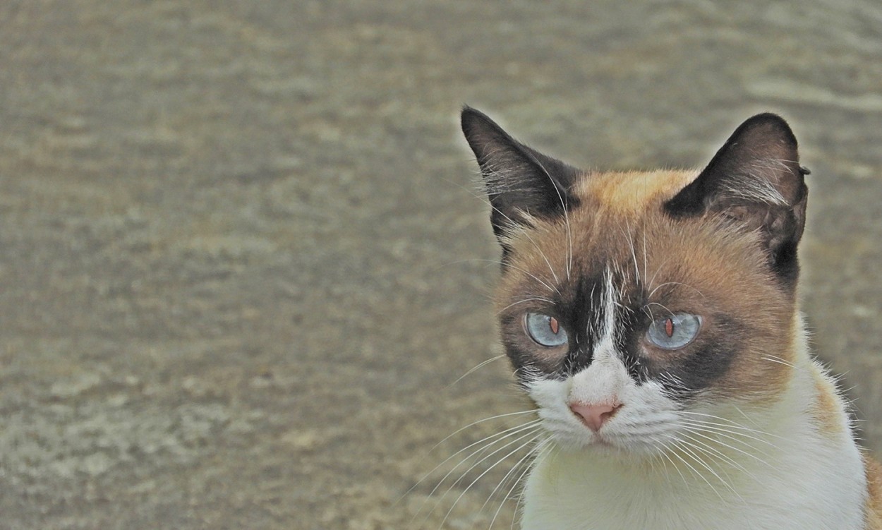 "E agora sim o gato !" de Decio Badari