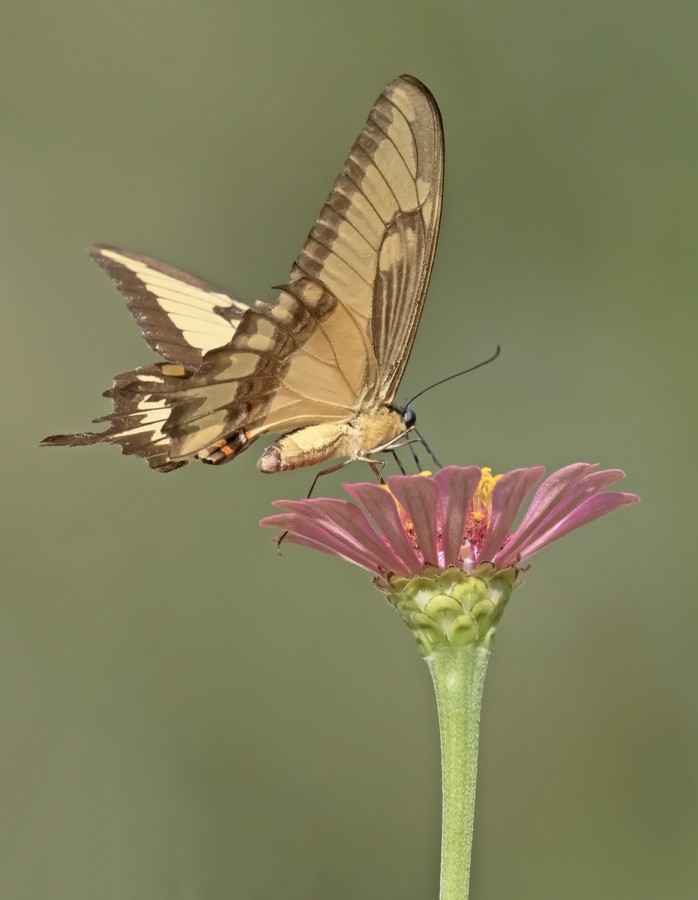 "mariposa!!!" de Edith Polverini