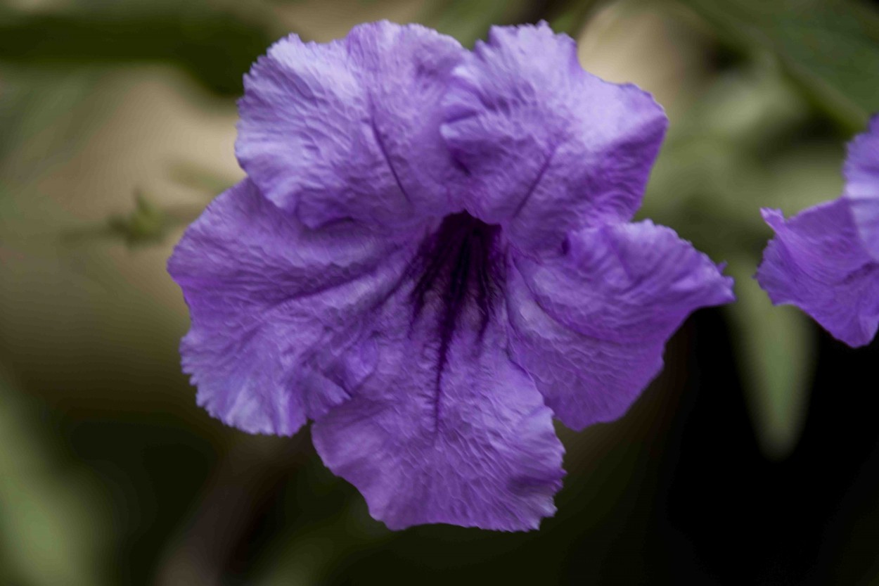 "Flor de Tabaco" de Nen Trecco