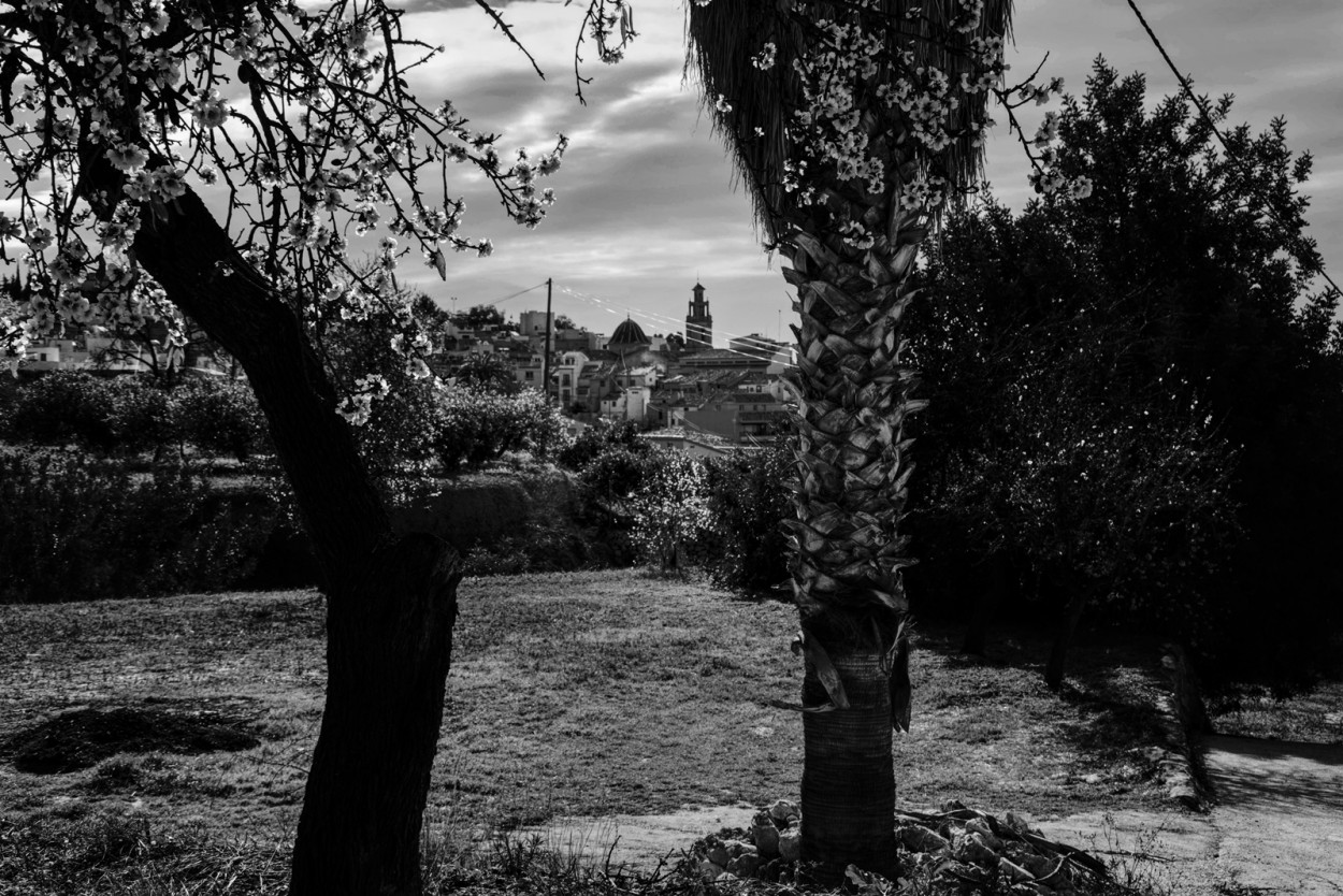 "**Entre ALMENDRO y PALMERA**" de Antonio Snchez Gamas (cuky A. S. G. )