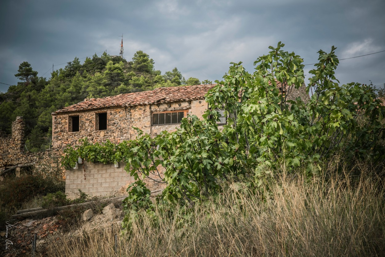 "La Higuera... El Pajar Y La Parra Con Uvas..." de Carmen Esteban