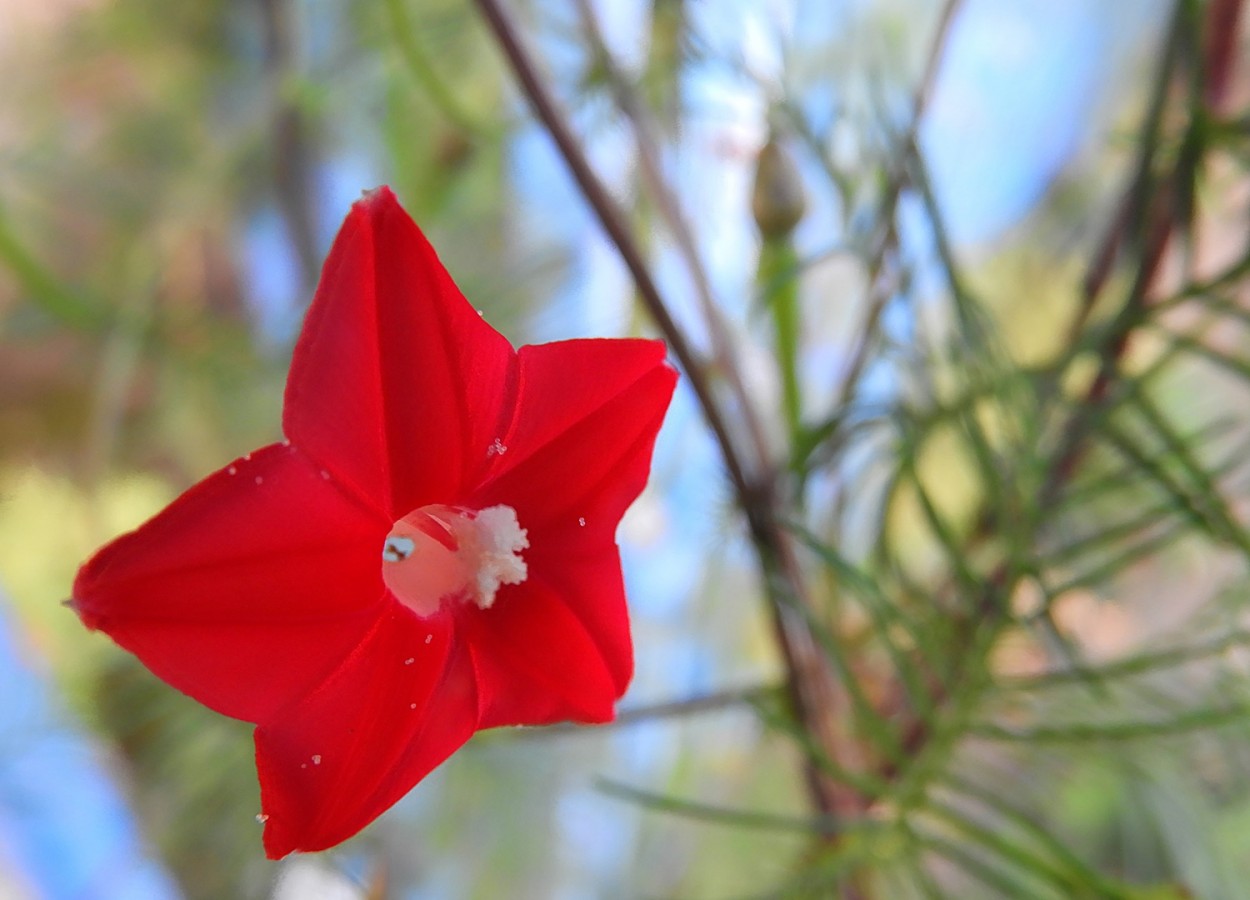 "Red star ! ( Ipomoea quamoclit )" de Decio Badari