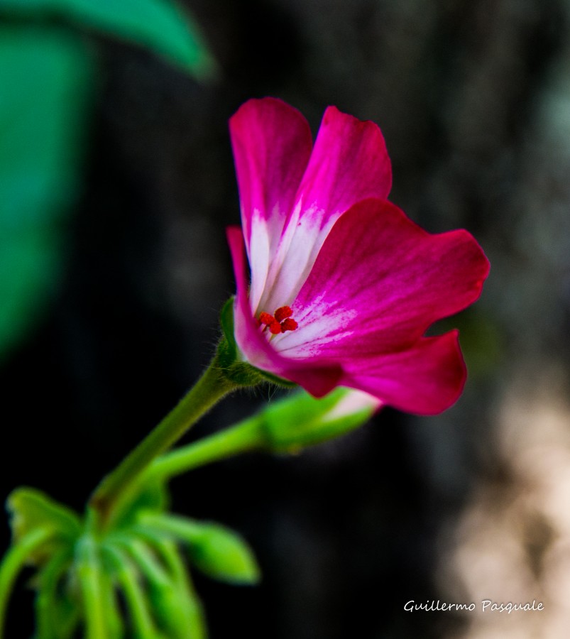 "simplemente una flor" de Guillermo Daniel Pasquale