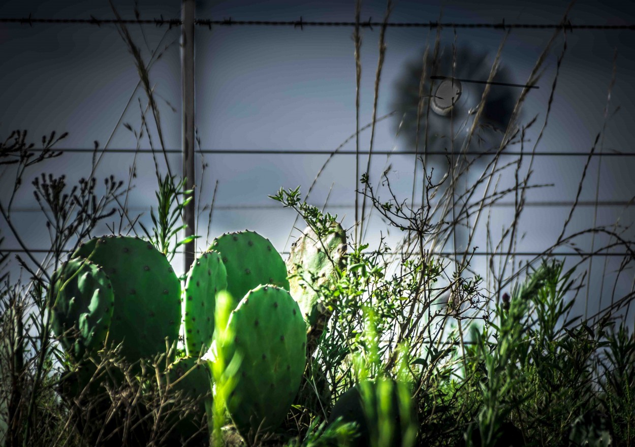 "Molino fantasma" de Nen Trecco