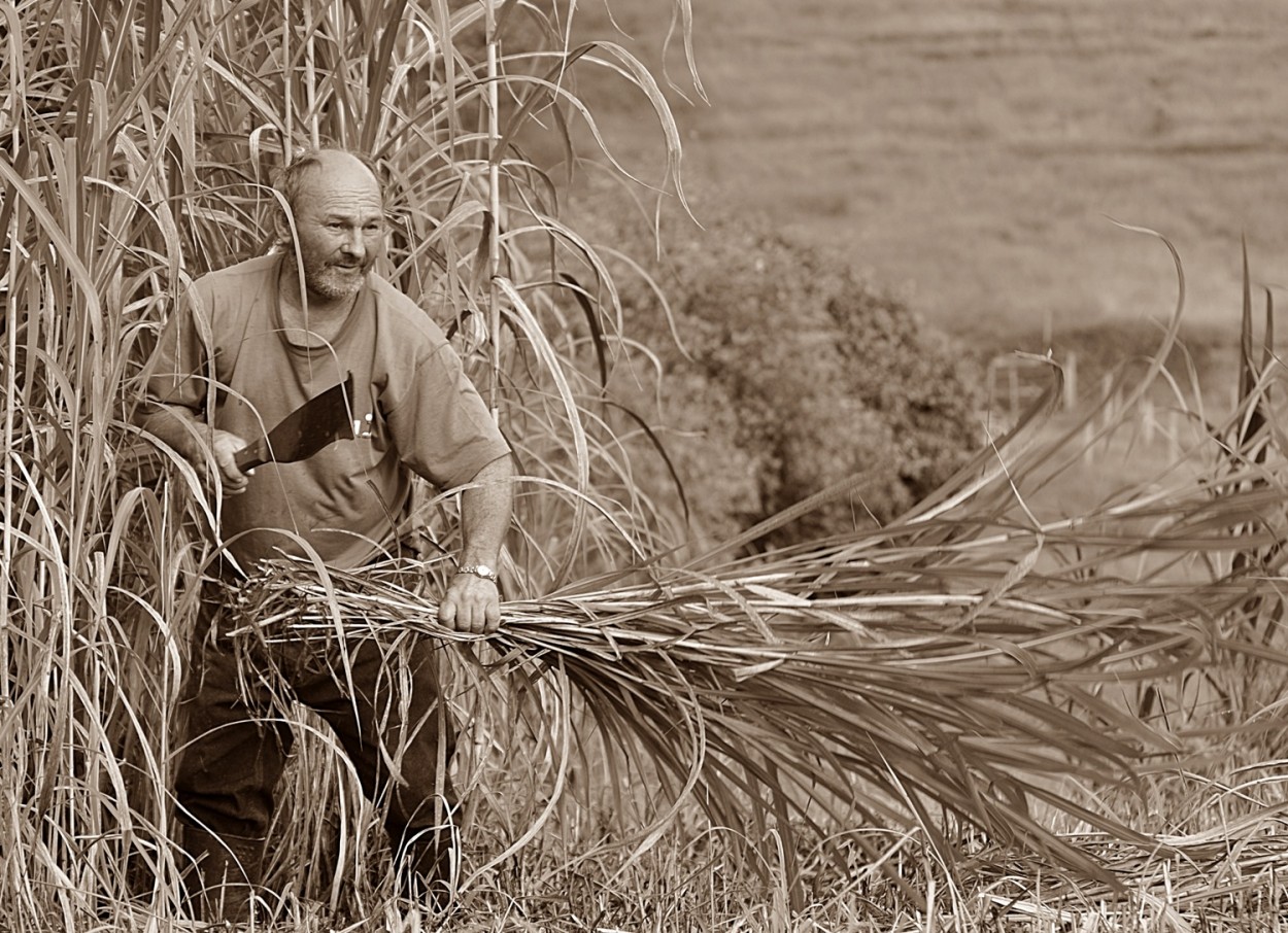 "No campo nada mudou...." de Decio Badari