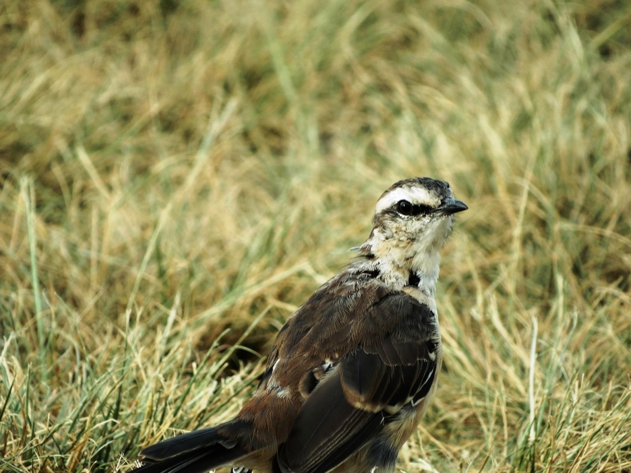 "pajaro de campo 2" de Eduardo Garcia Valsi