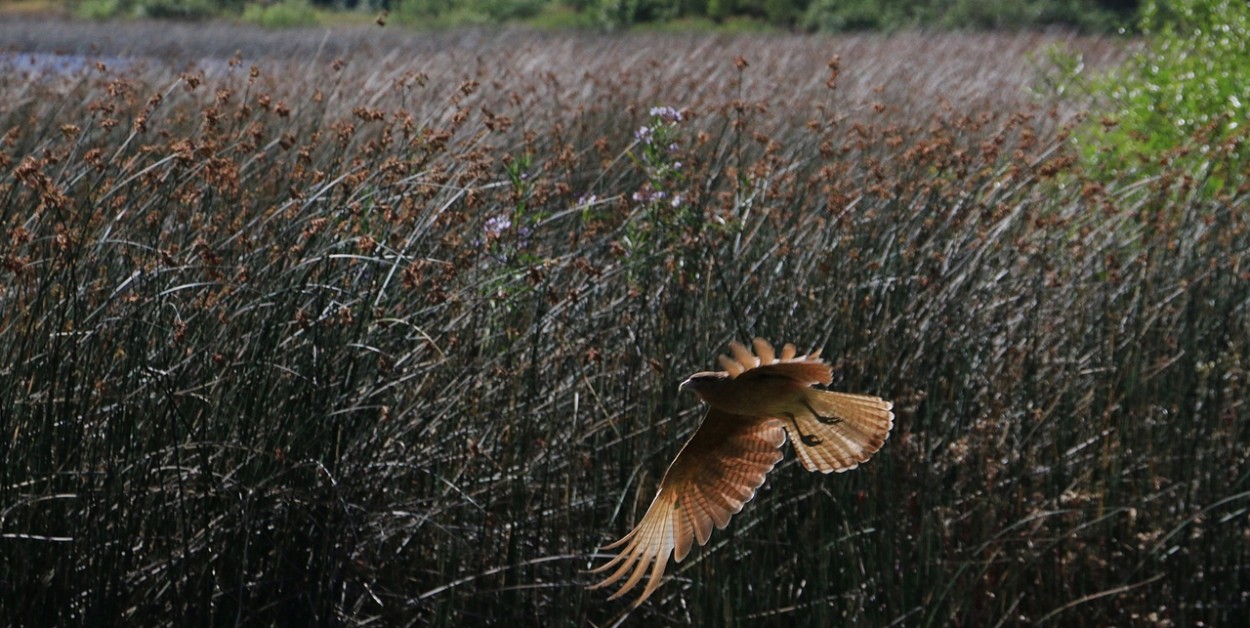 "Vuelo rasante." de Carlos Castro