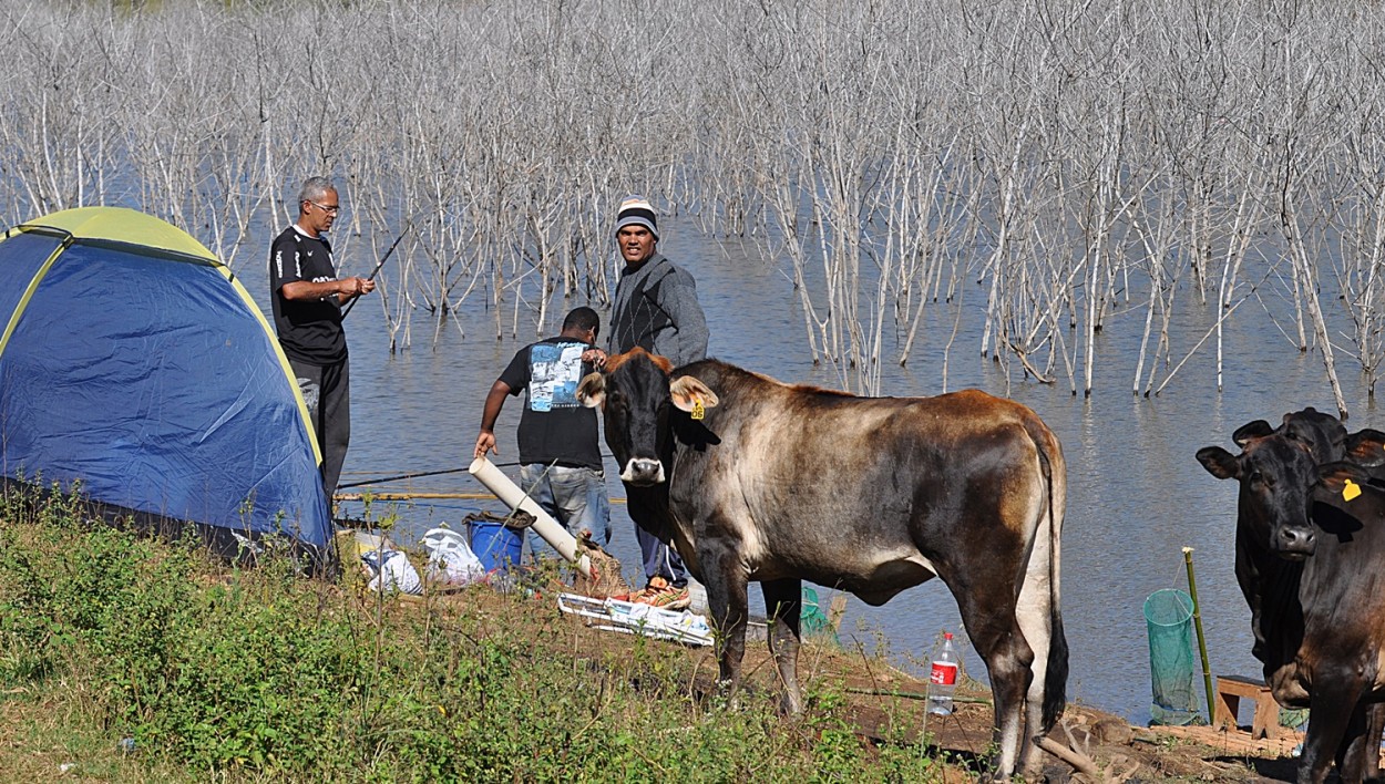 "Entre peixes e bovinos !" de Decio Badari