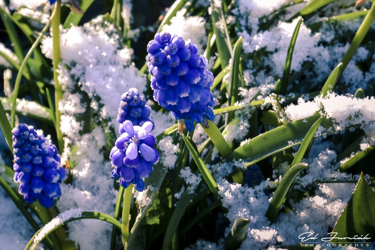 "Colores en la nieve" de Eduardo Jurcak