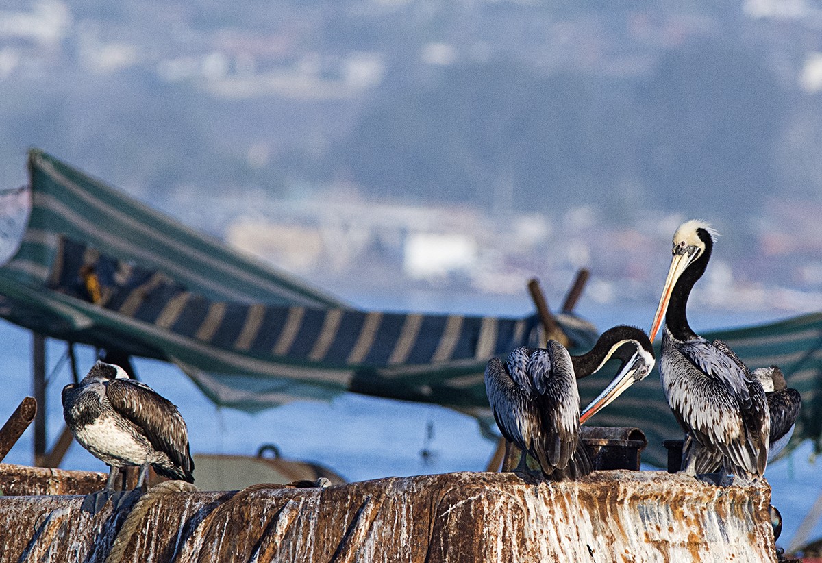 "Puerto de Coquimbo" de Raquel Perazo