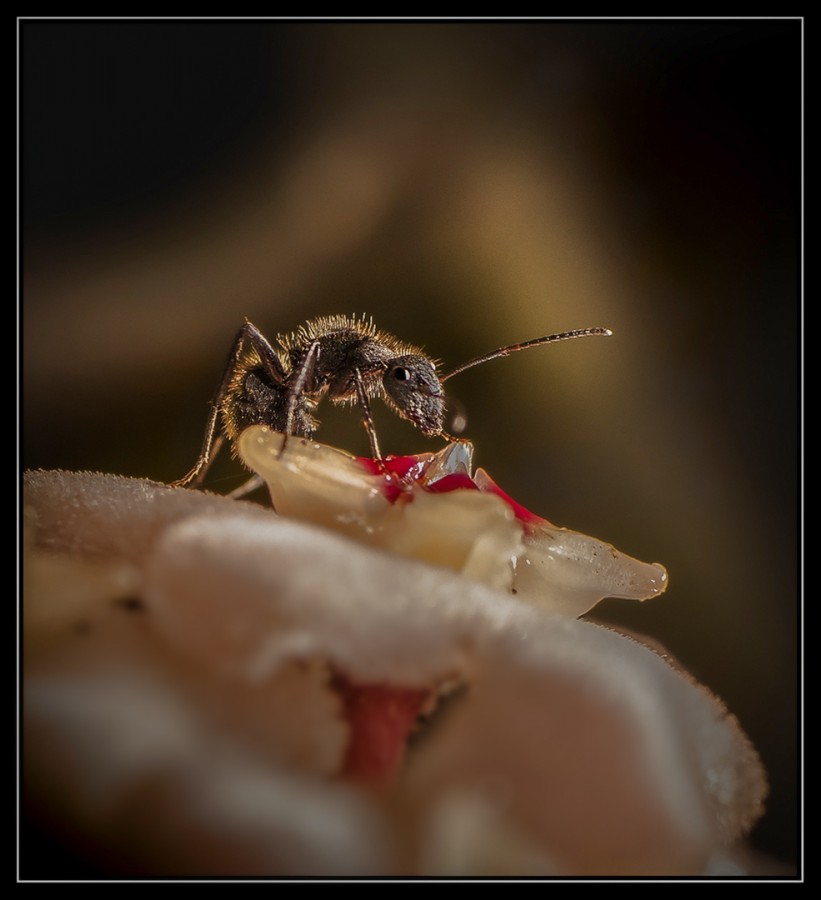 "Hormiga en Flor de Nacar" de Fabian Cavallo