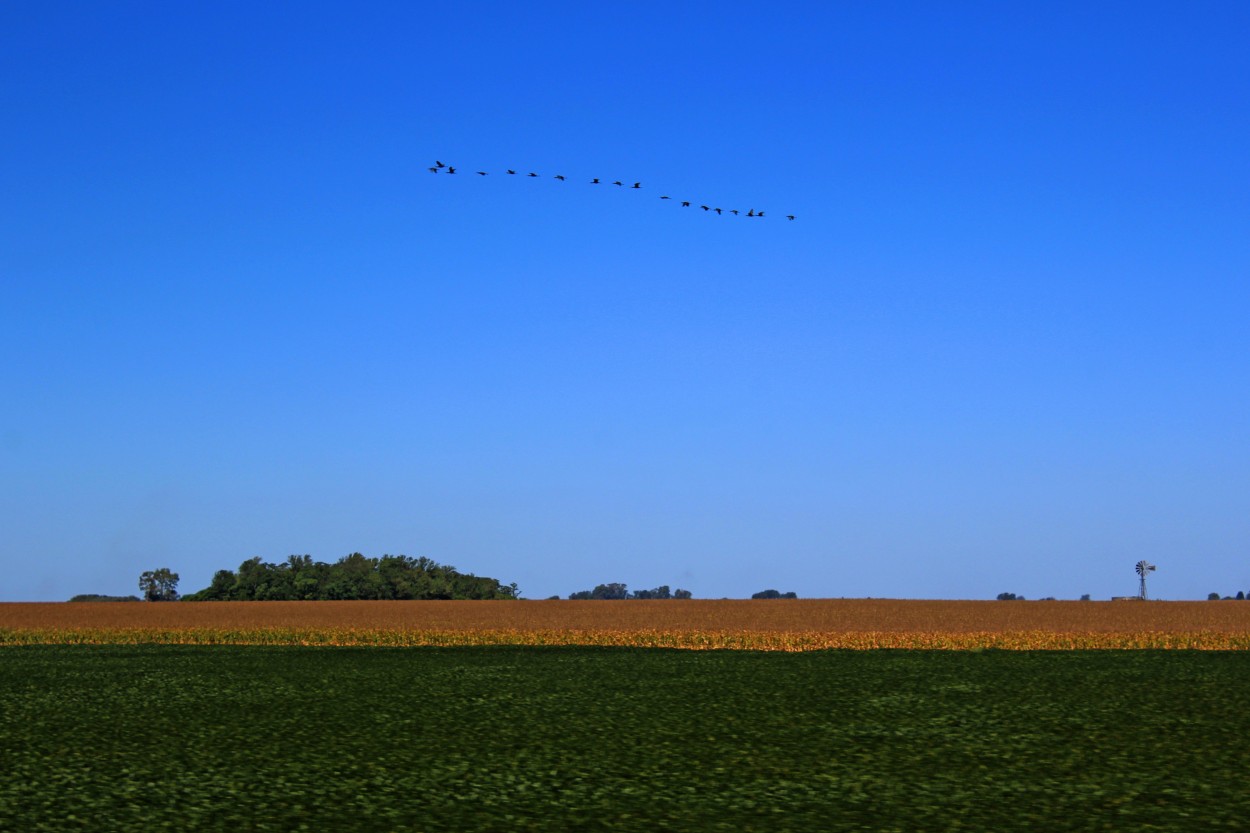 "Tarde Campestre" de Silvia Emilia Guerra