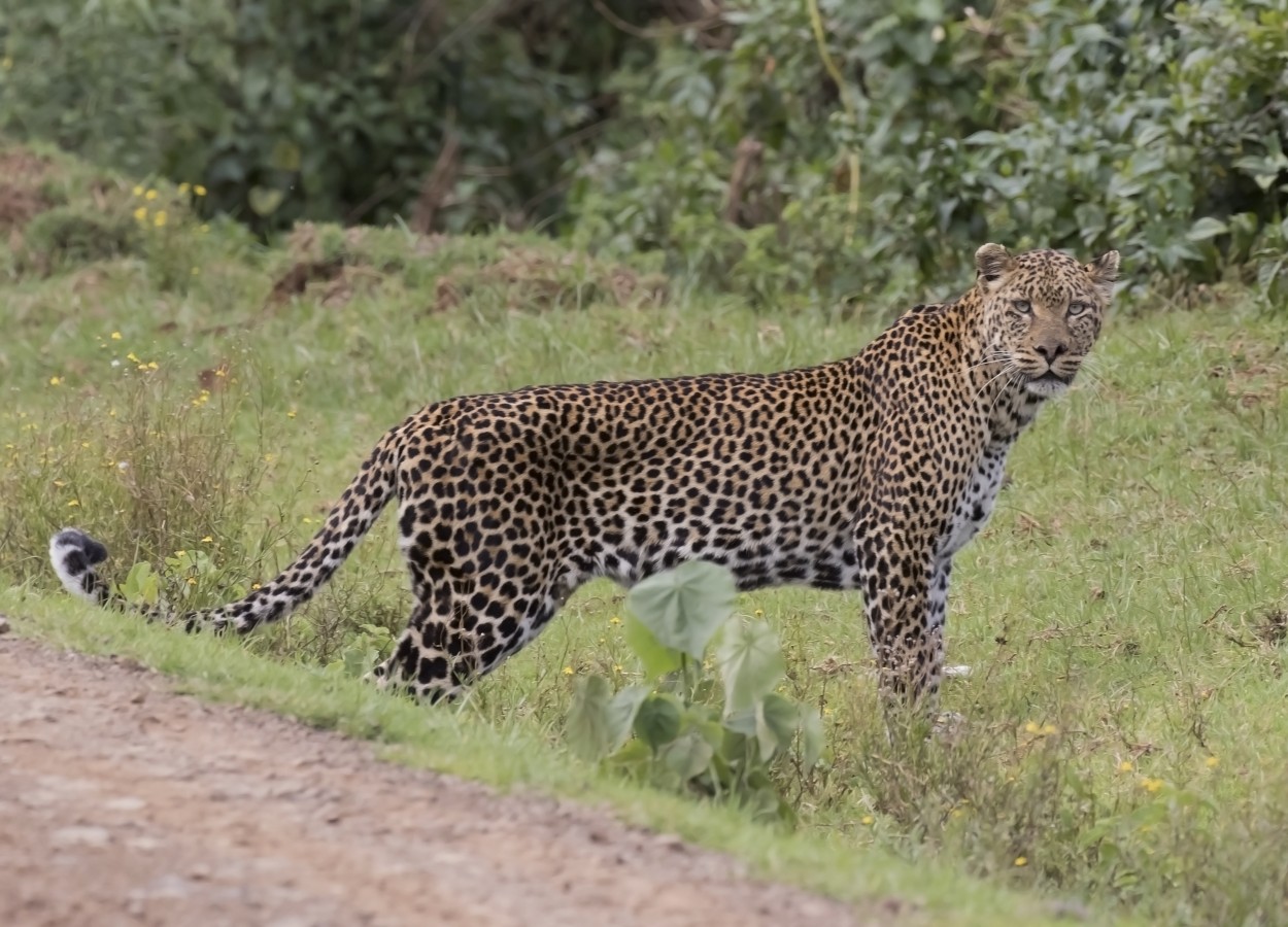 "leopardo" de Edith Polverini