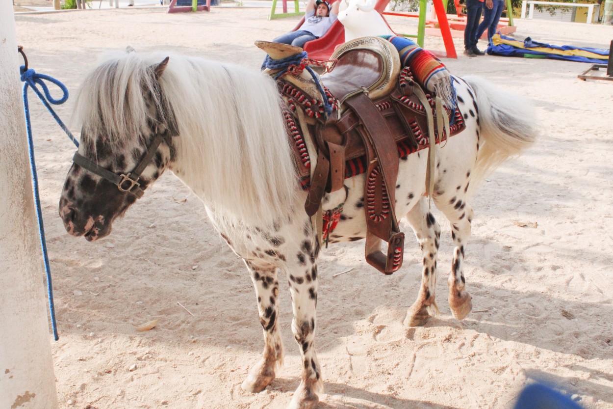 "Los caballitos pony" de Roxana Aguilar Rebollo