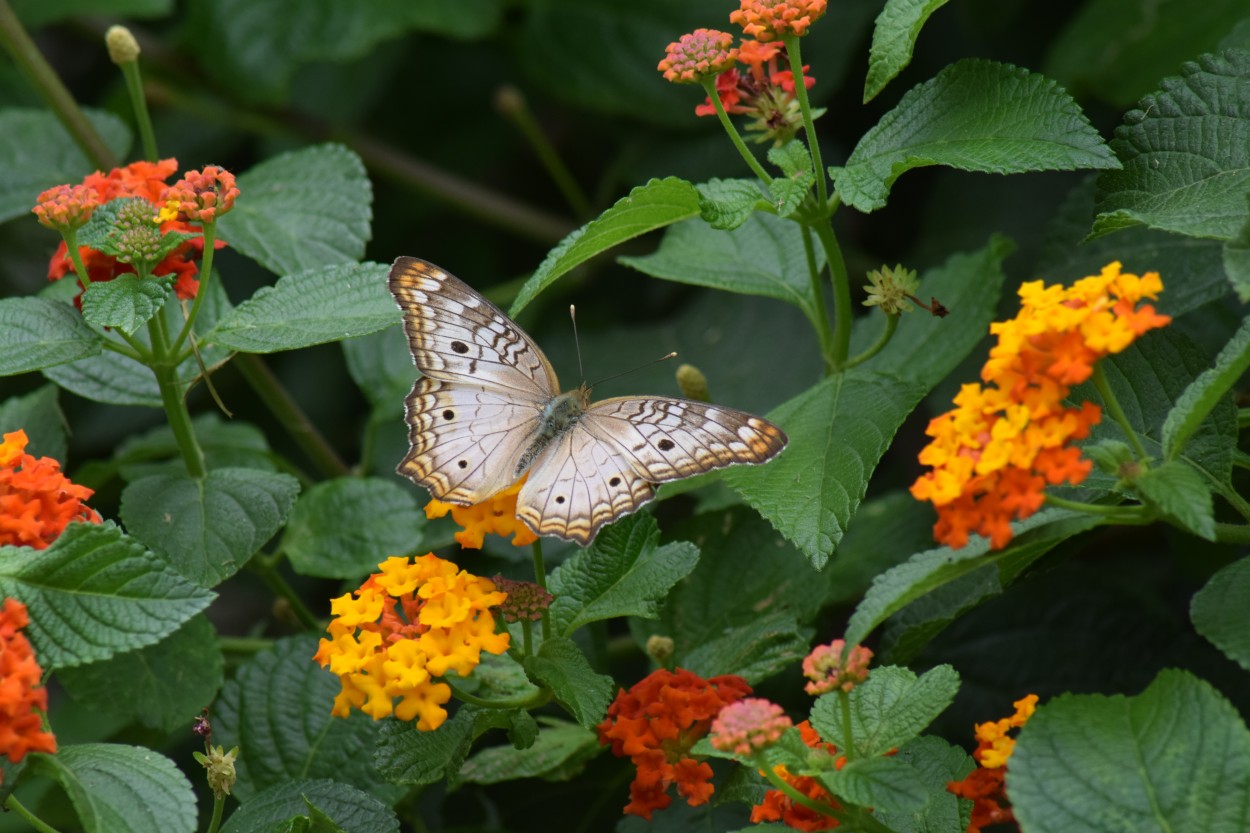 "Visitas en el jardn." de Susana Ramona Bao