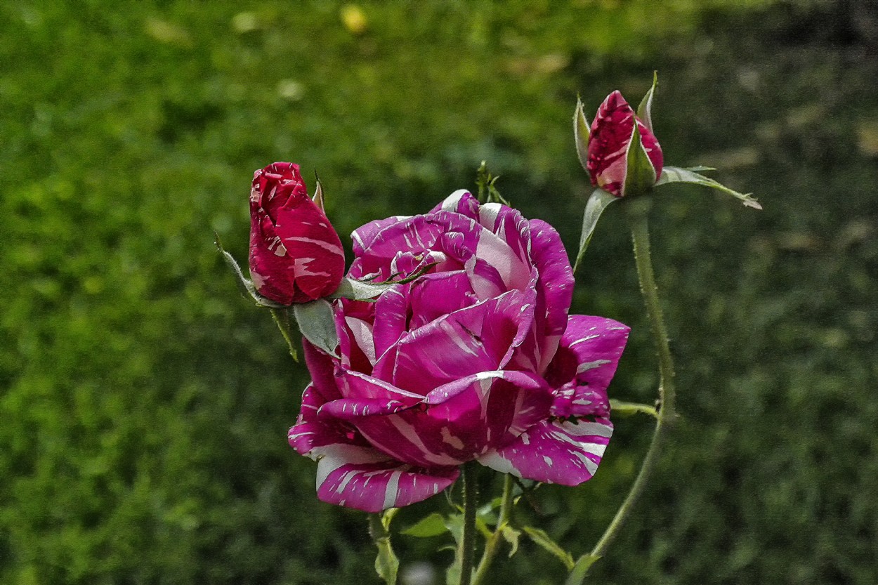 "Rosa Ciliciada" de Ruperto Silverio Martinez