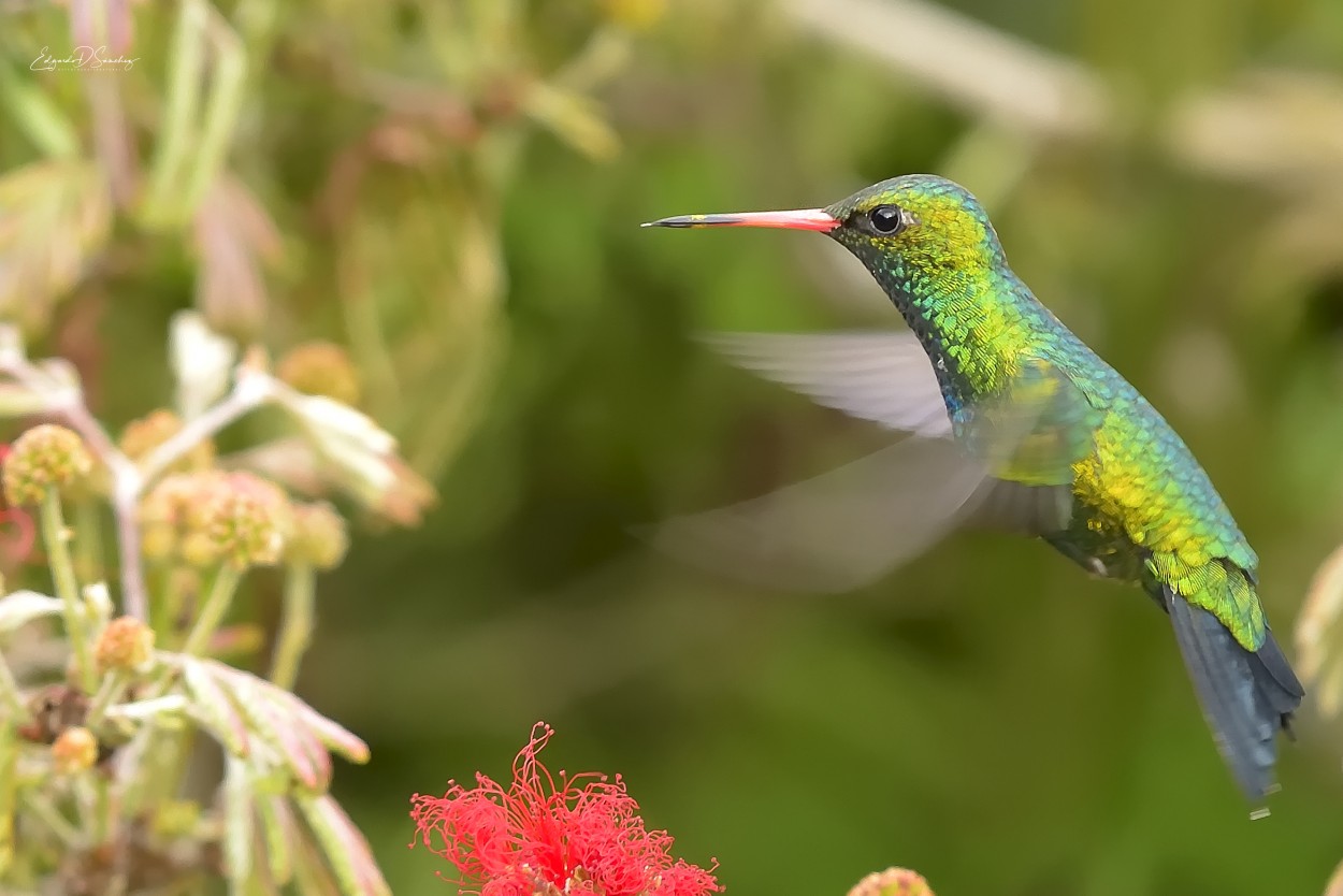 "Hylocharis chrysura" de Edgardo Daniel Snchez Torterolo