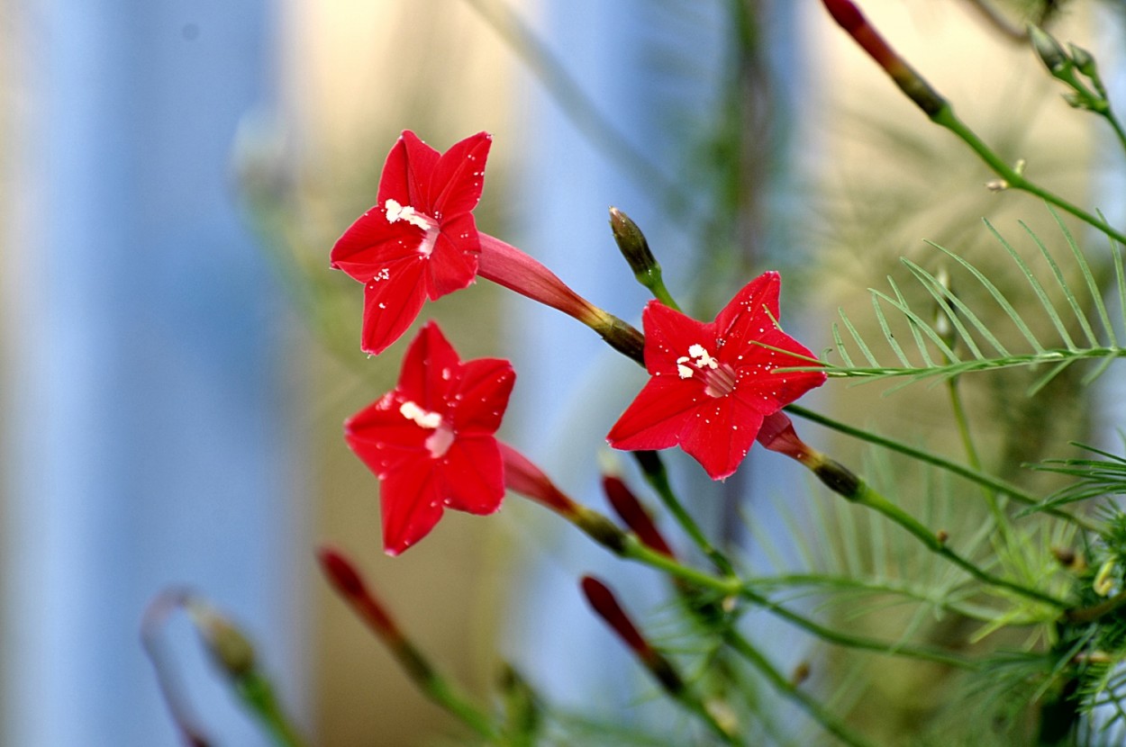 "Red star ....." de Decio Badari