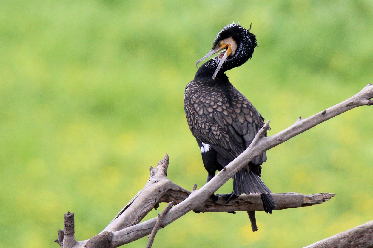 "Gran Cormoran Negro" de Alejandro Pianko