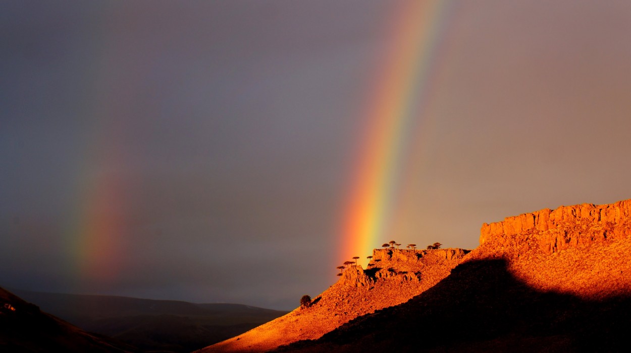 "Arcoiris - araucarias" de Soledad Lpez