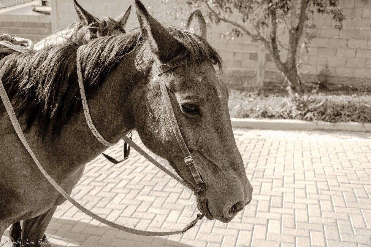 "Caballos" de Juan Felippa