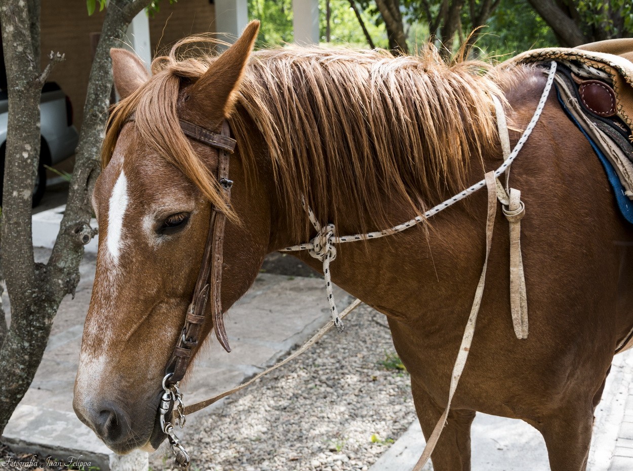 "Caballos" de Juan Felippa