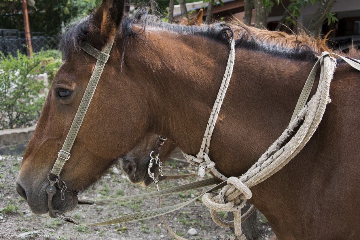 "Caballos" de Juan Felippa