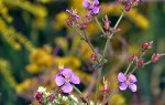 Um olhar nas pequenas flores dos campos !