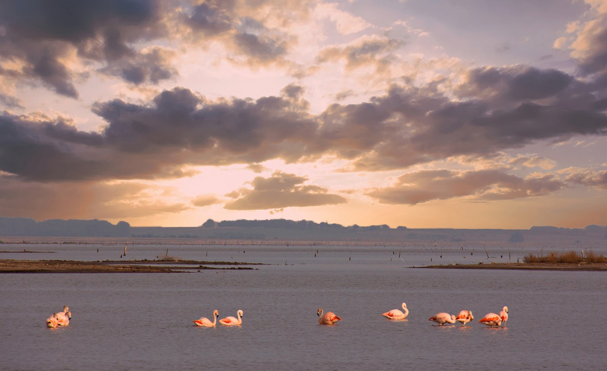 "Flamenco en Carhue" de Manuel Raul Pantin Rivero