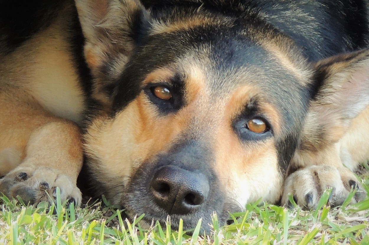 "Un perro" de Carina Gironde