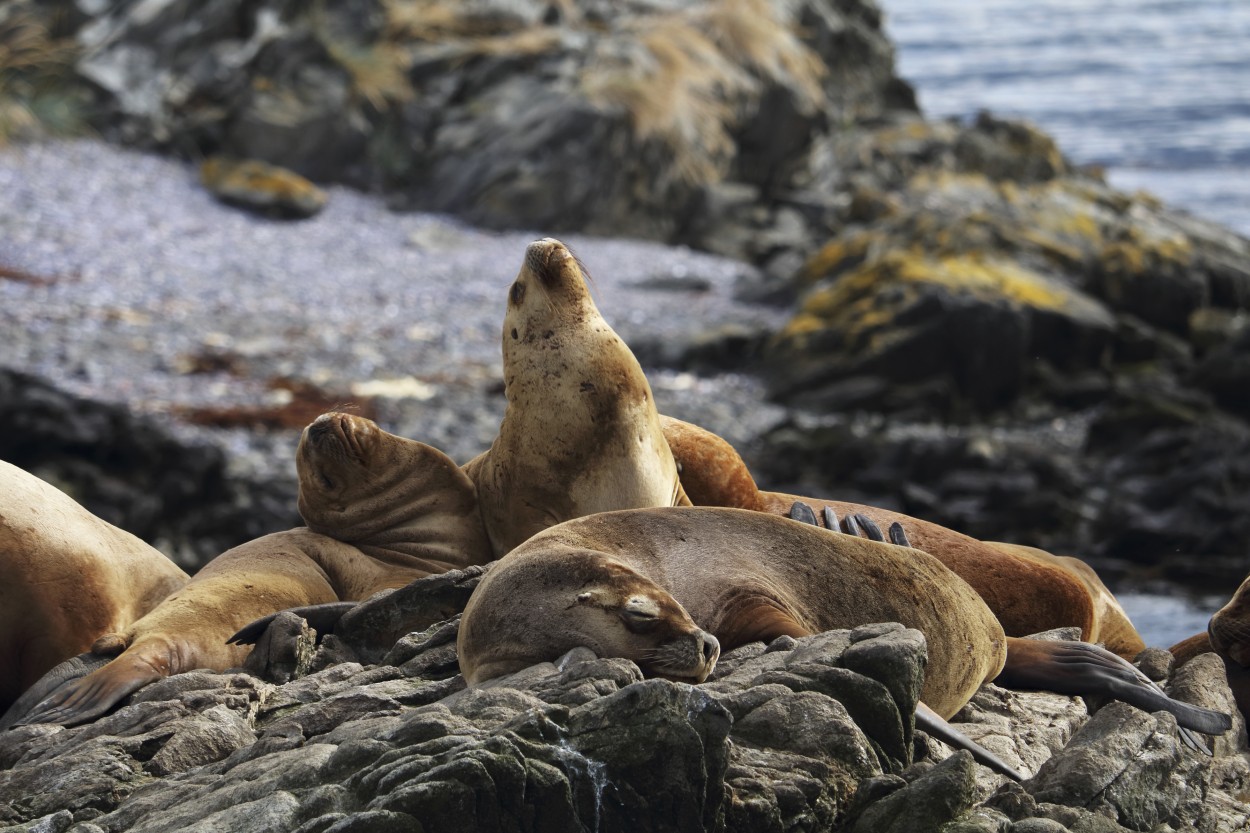 "Hora de la siesta" de Natalia Harosteguy